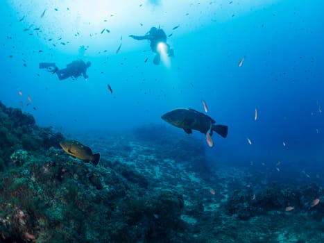 two divers diving with flashlights illuminate two grouper fish swimming along the bottom of the sea, concept of recreational scuba diving and underwater adventure