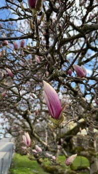 Magnificent magnolia buds blooming on branches during springtime display vibrant colors and delicate petals, creating a stunning natural scene that captivates floral enthusiasts and nature lovers