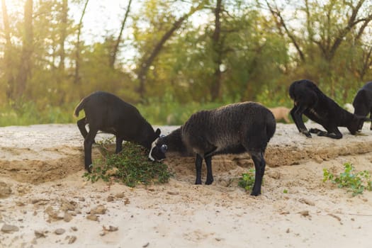 Group of black sheep eating green plants on sandy soil with trees in the background under natural sunlight.