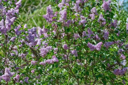 Clusters of purple lilac flowers Syringa vulgaris blooming in spring