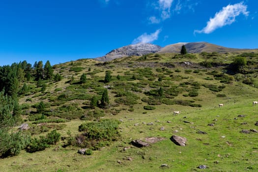 A mountain range with a clear blue sky and a few trees. The grass is green and the rocks are scattered throughout the field