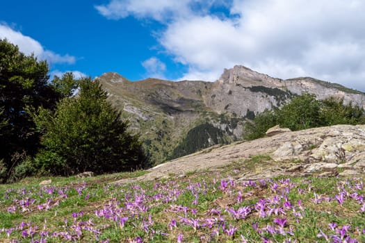 A mountain range with a blue sky and a field of purple flowers. The flowers are scattered throughout the field, with some in the foreground and others in the background. The scene is peaceful