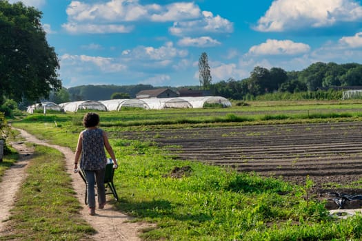 A woman is walking down a path in a field. The sky is blue and there are clouds in the background