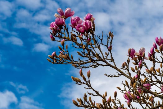 A tree with pink flowers is in front of a blue sky. The flowers are blooming and the sky is clear