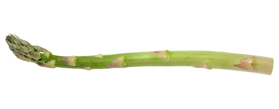 Fresh green asparagus, isolated on white background. Healthy and delicious vegetable close-up