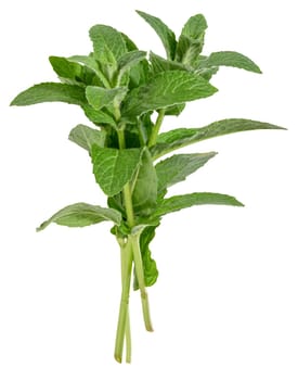 Branch of fresh mint with green leaves on isolated background