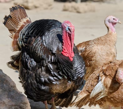 Close-up of a bronze turkey's head and upper body with its tail feathers fanned out. Front view