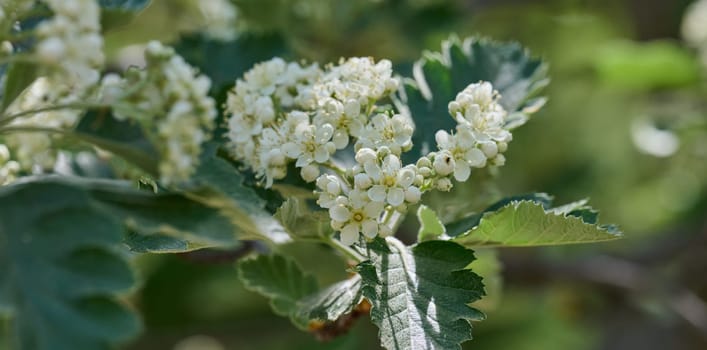 Delicate white flowers and buds of Sorbus graeca blooming in spring. Green leaves. Detailed close-up of the plant