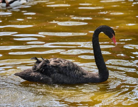 Portrait of a juvenile black swan cygnet swimming in muddy water. Young bird in natural wildlife setting