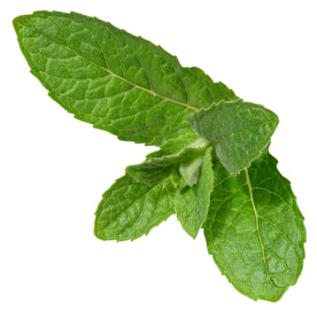 Fresh green mint leaves on isolated background, showing their vibrant color, detailed texture, and natural veining, close up