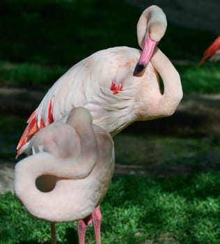 Pink flamingo stands against green grass, sunny day