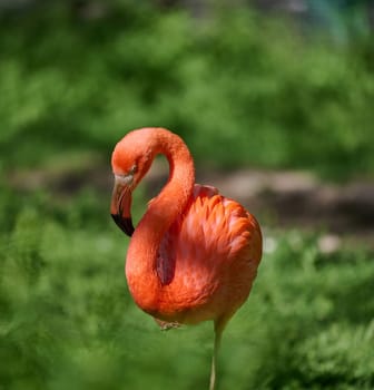 A vibrant pink flamingo stands on one leg, its neck gracefully curved as it rests in a lush green environment