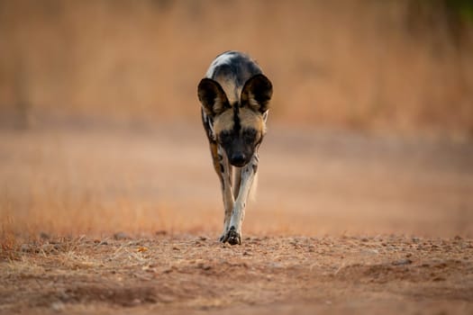 African wild dog trotting over sandy ground