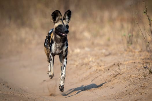 African wild dog trotting straight toward camera