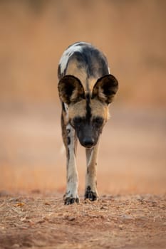 African wild dog walks over sandy ground