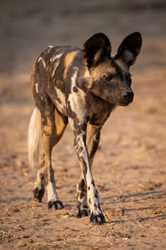 African wild dog walks on sandy plain