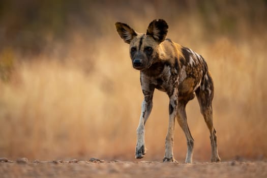 African wild dog walks on sandy riverbank