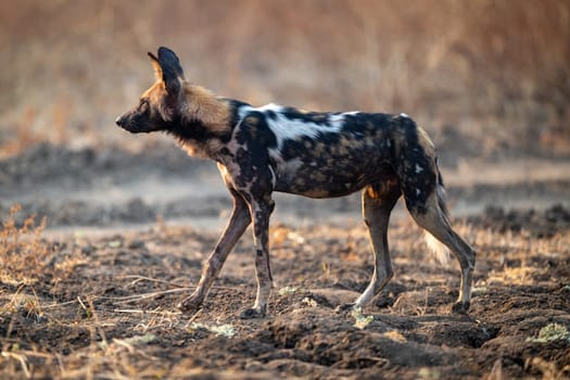 African wild dog walking over uneven ground