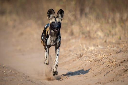African wild dog trotting straight towards camera