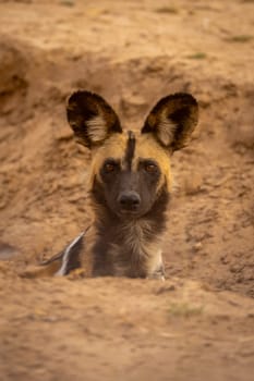 African wild dog watches camera from gully