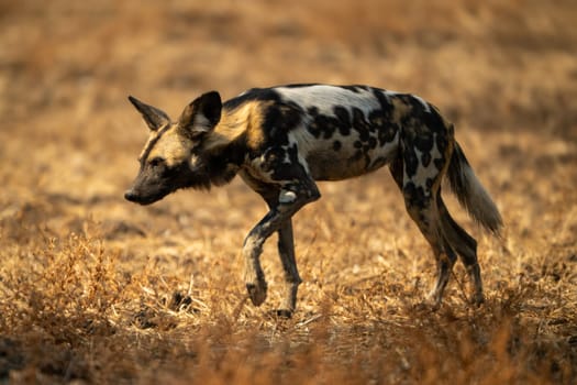 African wild dog with catchlight crosses grass