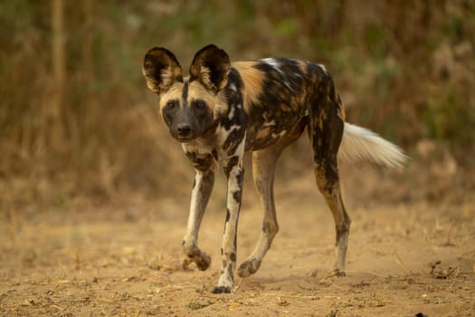 African wild dog walks past watching camera
