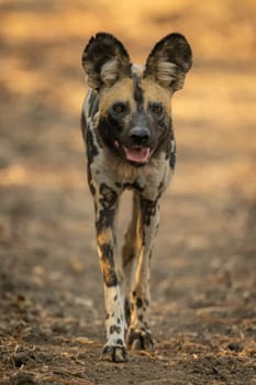 African wild dog with catchlights approaching camera