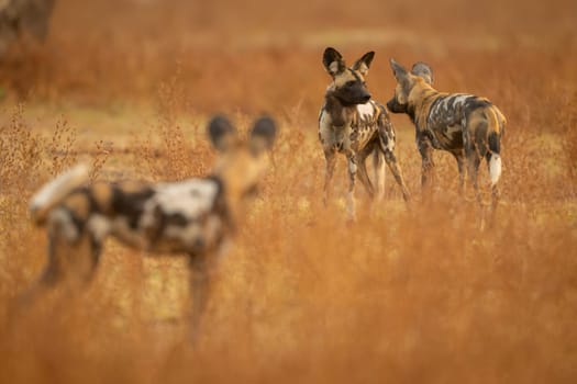 African wild dog watches two standing nearby
