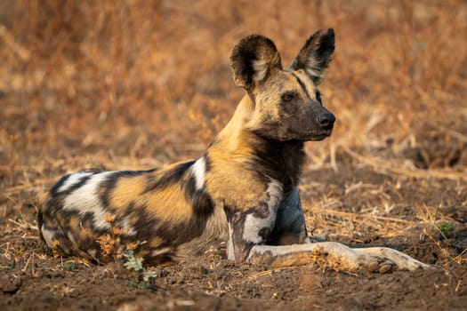 African wild dog with catchlight lies staring