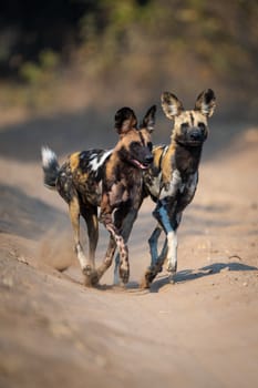 African wild dogs cross sandy track together