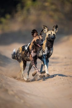 African wild dogs crossing sandy track together