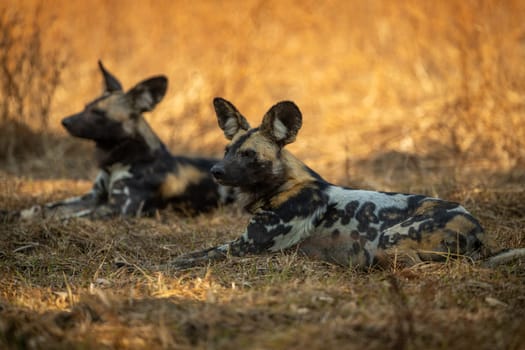 African wild dogs lie on short grass