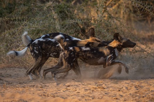 African wild dogs play fight by thornbush