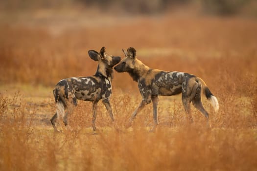 African wild dogs stand smelling each other