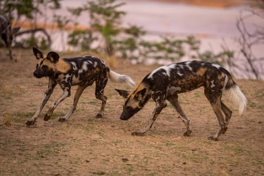 African wild dogs run around on riverbank