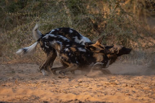African wild dogs play fight in sand