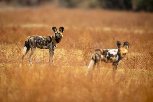 African wild dogs stand near V-shaped stump