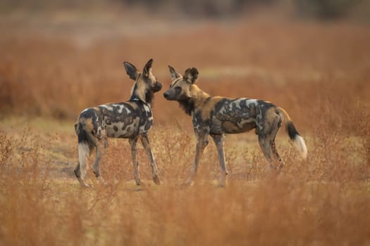 African wild dogs standing sniffing each other