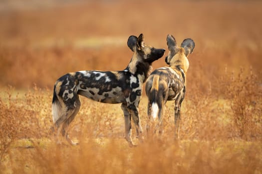 African wild dogs stand sniffing each other