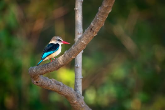 Brown-hooded kingfisher in profile on curving branch