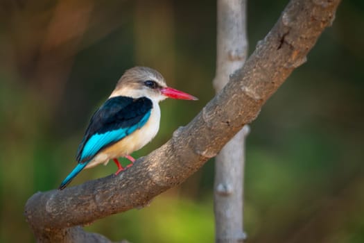 Brown-hooded kingfisher on curved branch in profile