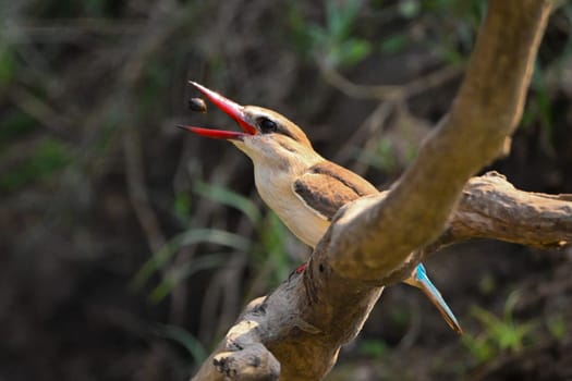 Brown-hooded kingfisher on dead tree tossing prey
