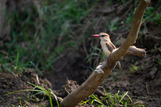Brown-hooded kingfisher on dead tree in profile