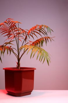 Decorative Palm in vibrant Light. Beautiful wallpaper picture. Eco Life. Green plants fot home. Freshening of the air. Indoor gardening.
