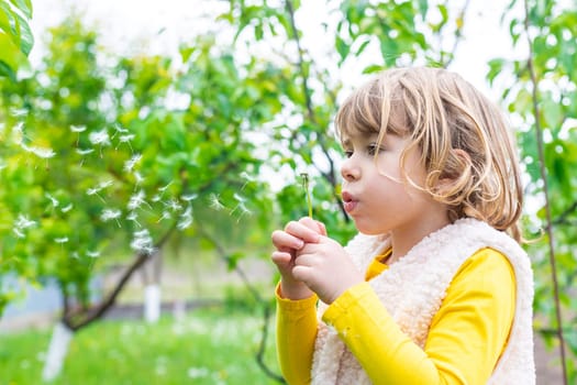 Child blowing dandelion in park. Selective focus. Allergy Kid.