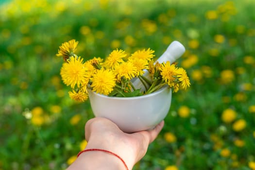 Dandelion extract and homeopathic supplements. Selective focus. nature.
