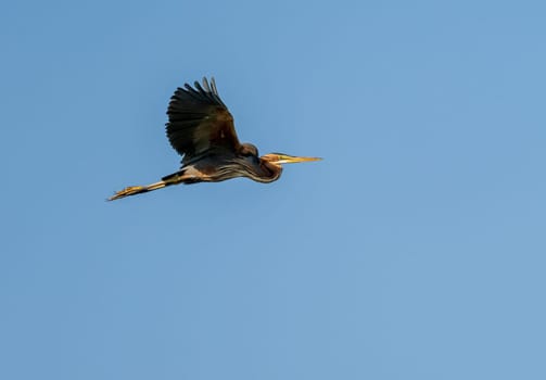 Purple heron bird with full wingspan flying in the air above the Nile River near Aswan Egype