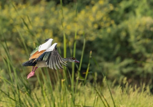 Single Egyptian goose taking off or about to land in the waters of the Nile River in Aswan Egypt