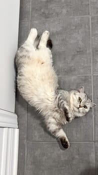 A fluffy gray tabby cat relaxes on cool gray floor tiles, exuding a playful yet serene vibe. This image captures the charm of domestic life, perfect for pet care articles or warm design projects.