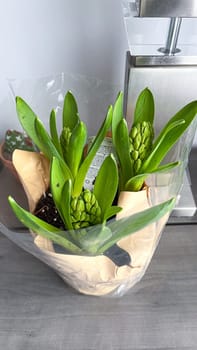 This image showcases hyacinth bulbs ready to bloom, symbolizing spring s arrival. Ideal for themes of nature, renewal, and the beauty of flowering plants in gardening.